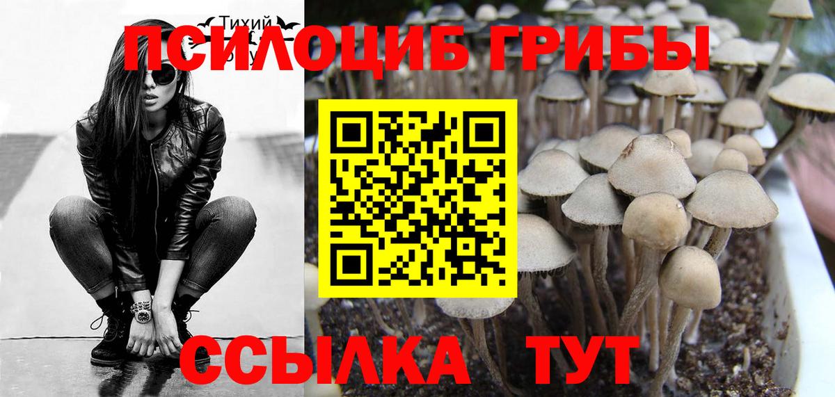 Псилоцибиновые грибы Psilocybe Балаково