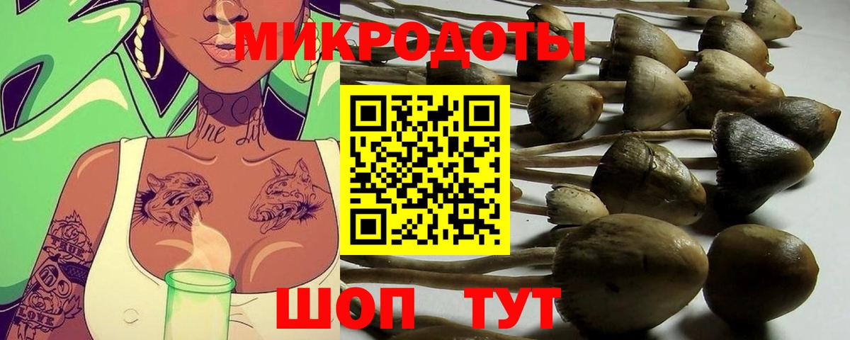 Балаково  Псилоцибиновые грибы Cubensis  Вход с VPN 
